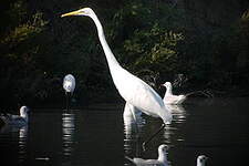 Grande Aigrette