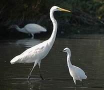 Grande Aigrette