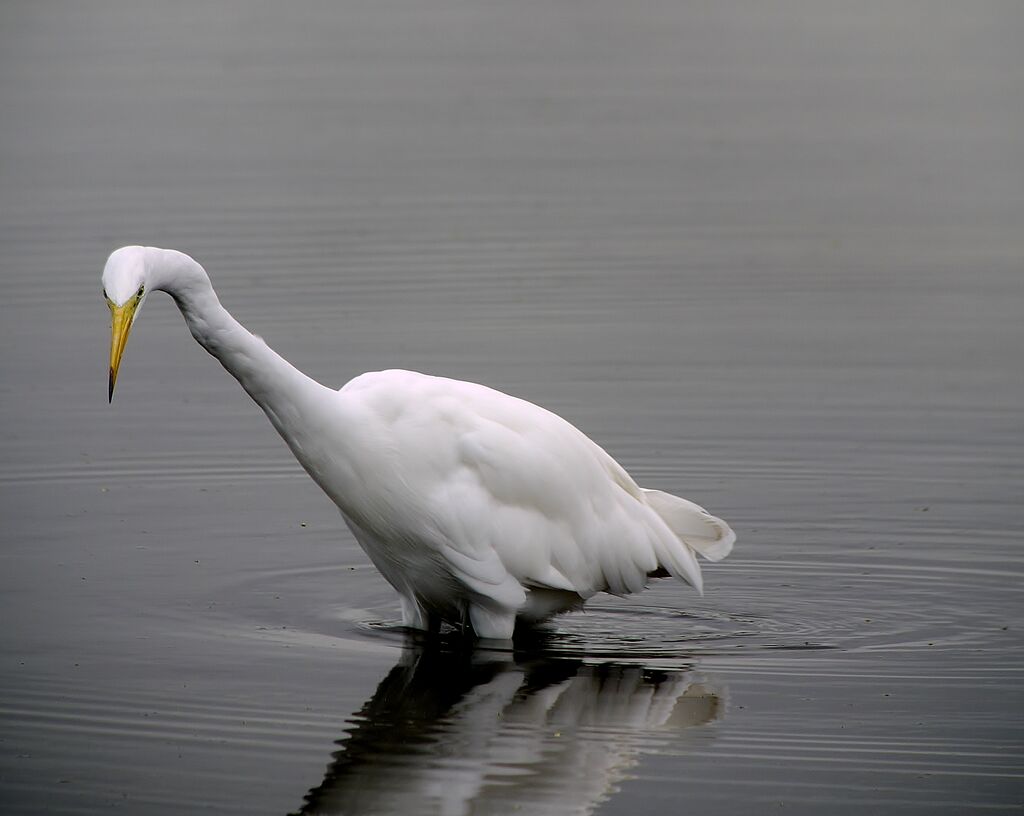 Great Egretadult post breeding, identification