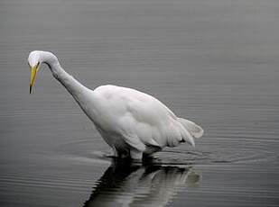 Grande Aigrette