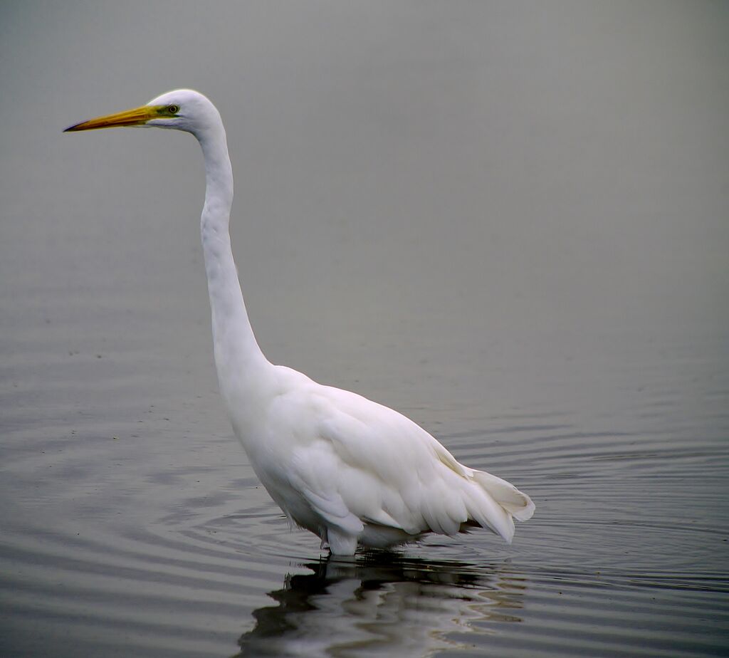 Great Egretadult post breeding, identification