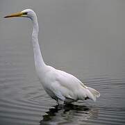 Grande Aigrette