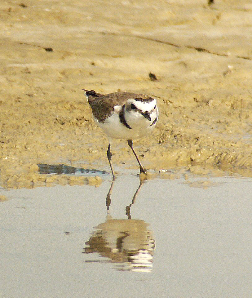 Kentish Plover male adult breeding, identification