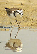 Kentish Plover