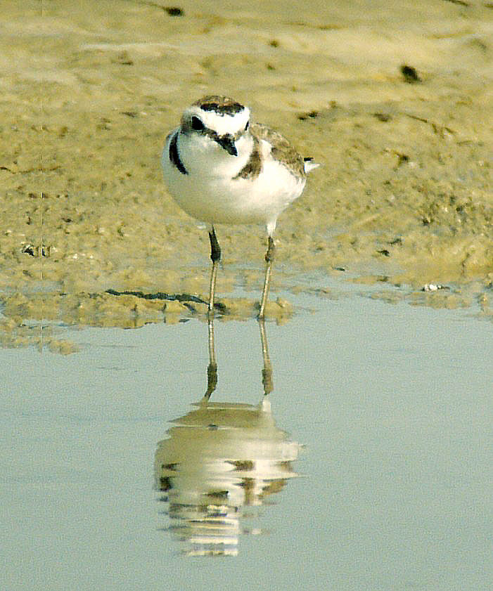 Kentish Plover, identification