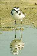 Kentish Plover