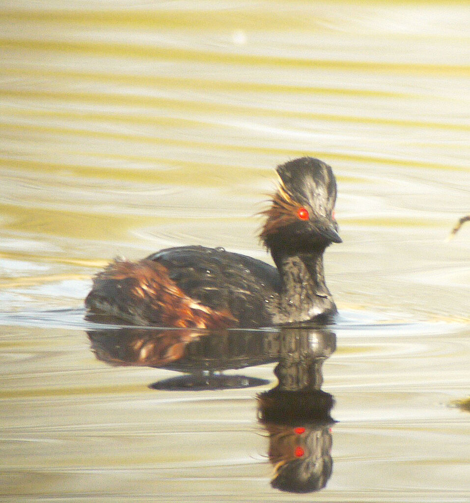 Grèbe à cou noir mâle adulte nuptial, identification