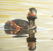 Black-necked Grebe