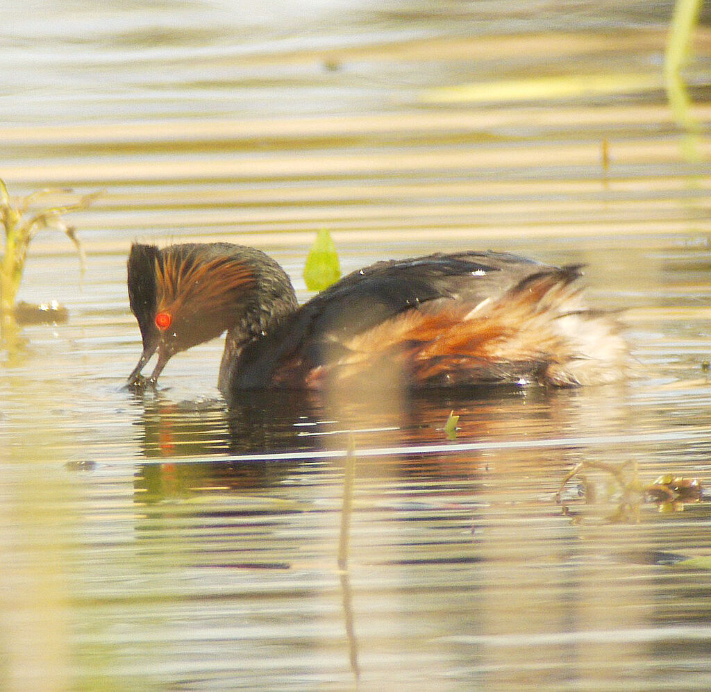 Grèbe à cou noir mâle adulte nuptial, identification