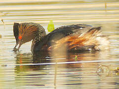 Black-necked Grebe