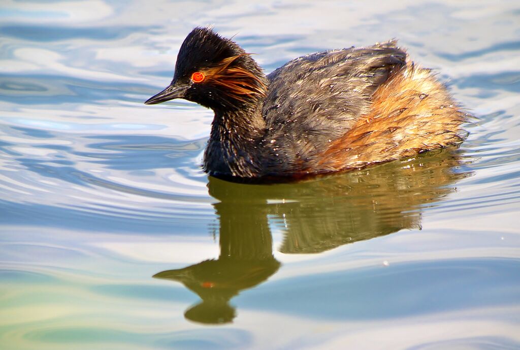 Black-necked Grebe male adult breeding