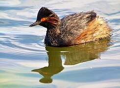 Black-necked Grebe