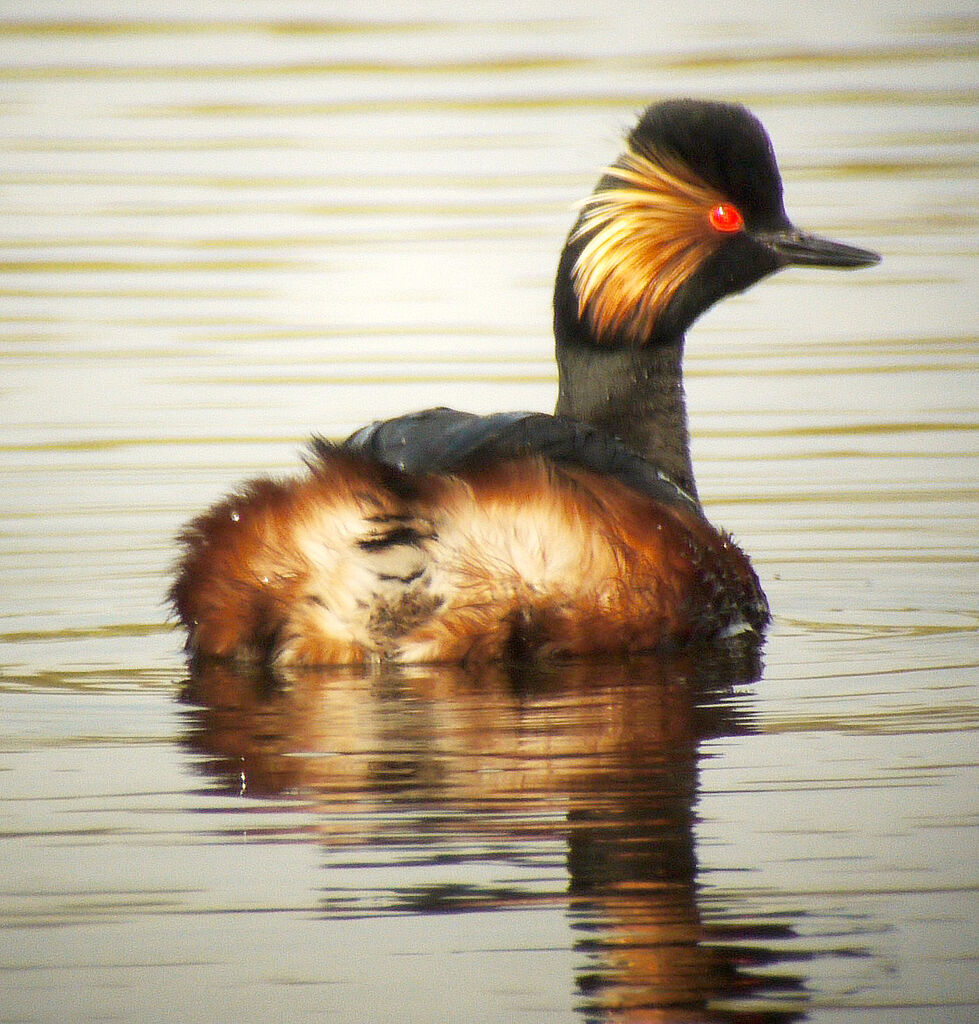 Black-necked Grebe male adult breeding, identification