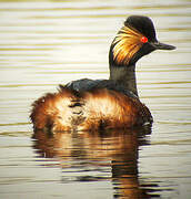 Black-necked Grebe