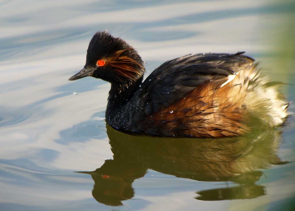 Black-necked Grebeadult breeding