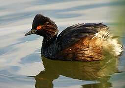 Black-necked Grebe