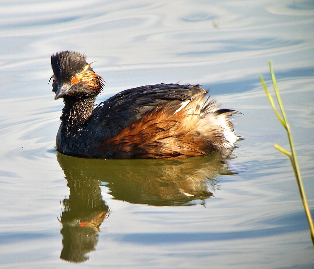 Black-necked Grebe male adult breeding, identification