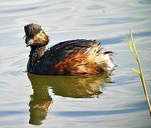 Black-necked Grebe