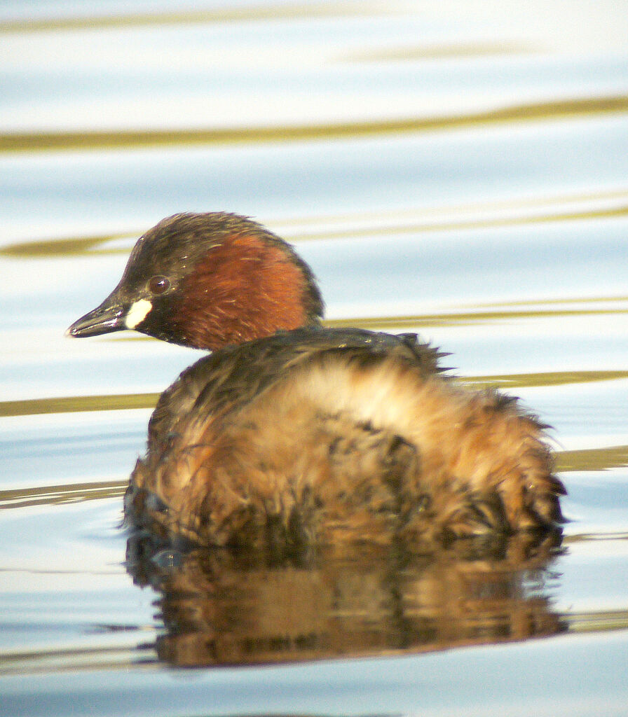 Little Grebe