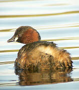 Little Grebe