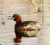 Little Grebe