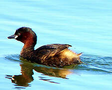 Little Grebe