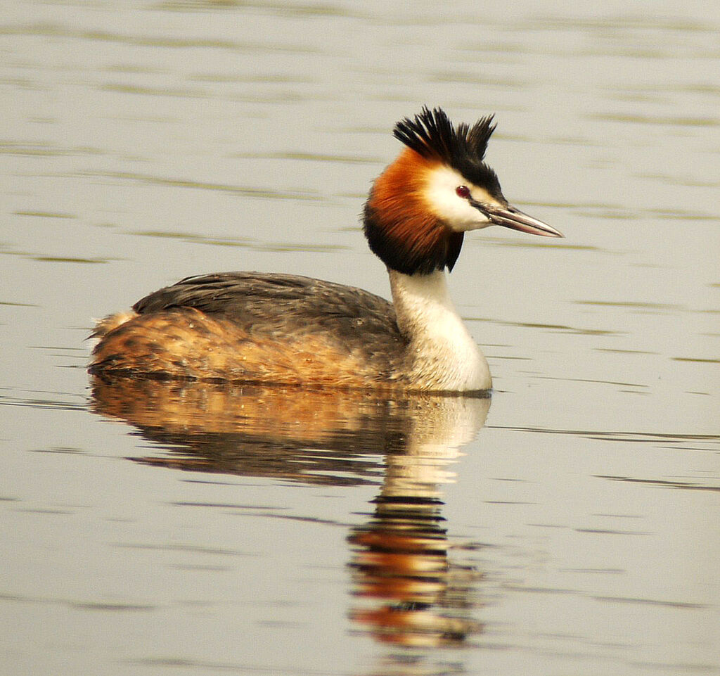 Great Crested Grebe male adult breeding, identification