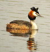 Great Crested Grebe