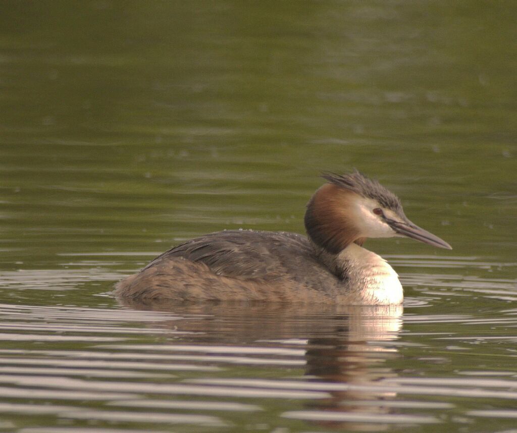 Great Crested Grebe male adult breeding, identification