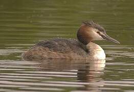 Great Crested Grebe