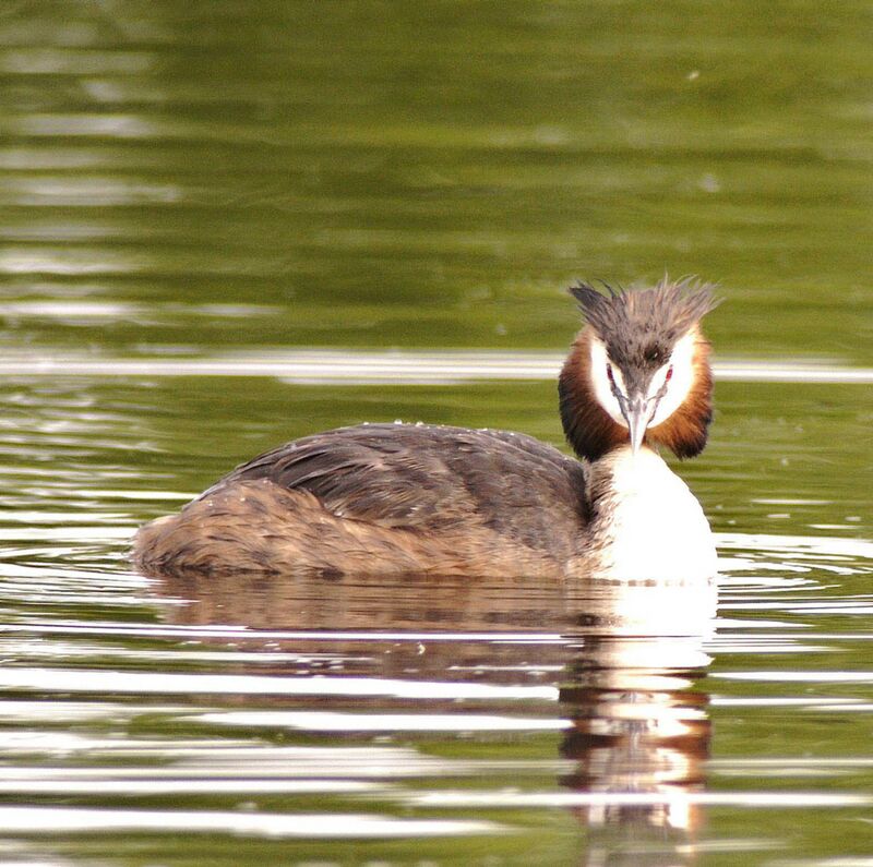 Great Crested Grebe male adult breeding, identification