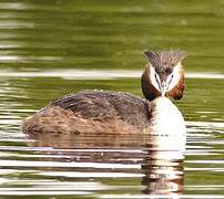 Great Crested Grebe