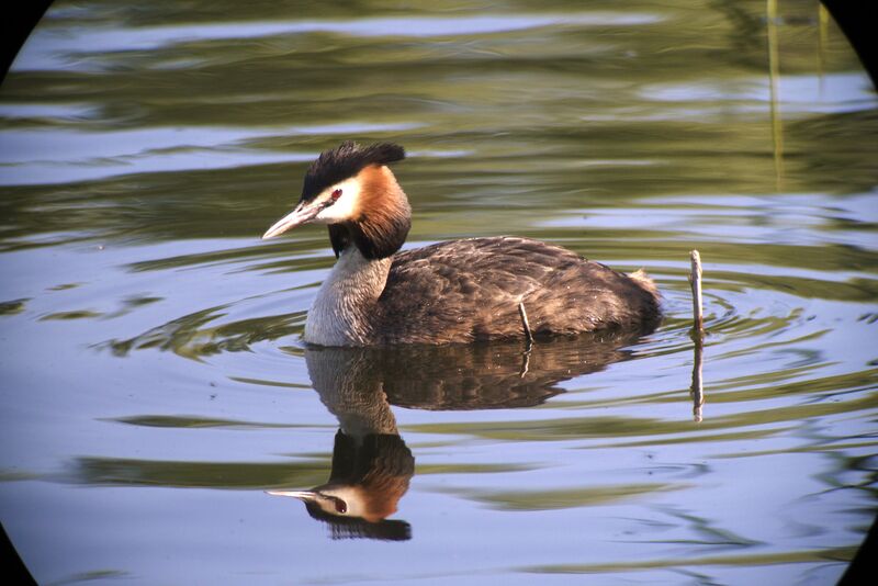 Great Crested Grebe male adult breeding, identification