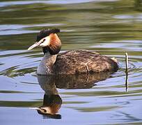 Great Crested Grebe