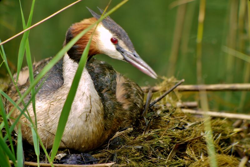 Great Crested Grebeadult, Reproduction-nesting