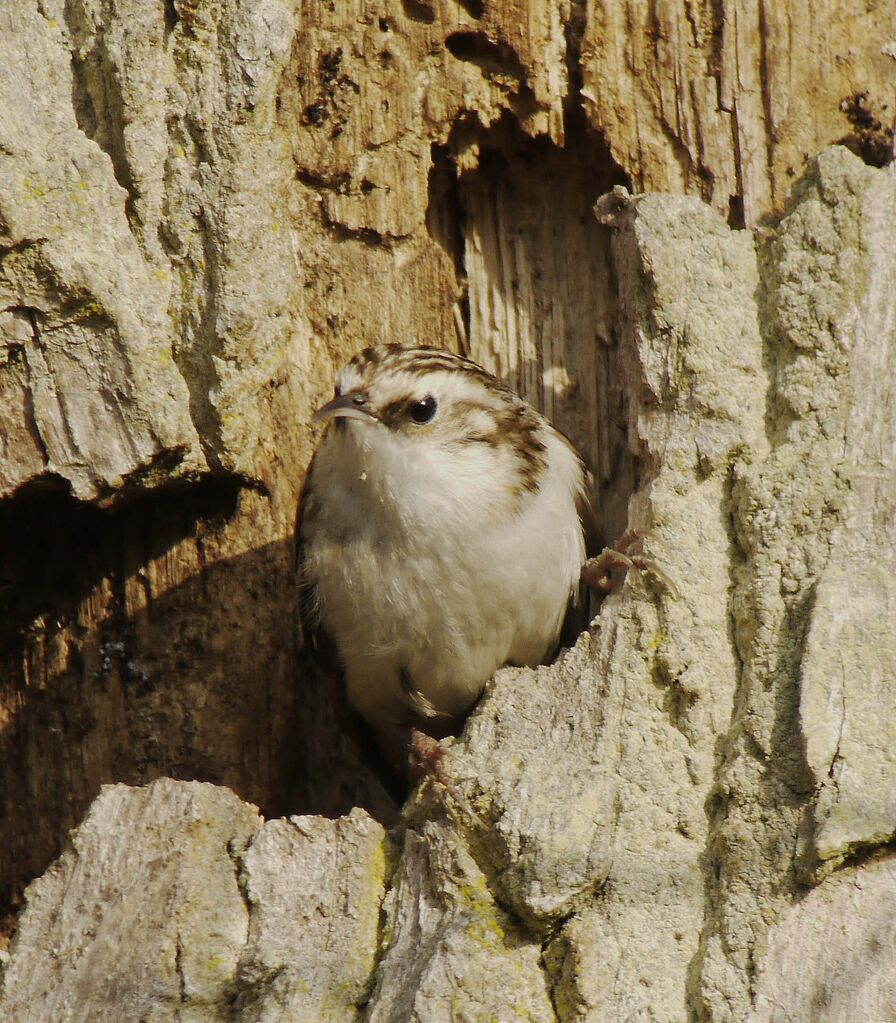 Grimpereau des boisadulte nuptial, identification