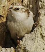 Eurasian Treecreeper