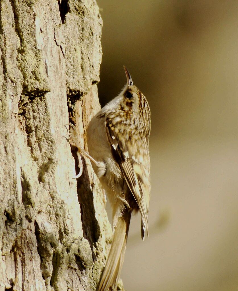 Eurasian Treecreeperadult breeding, identification