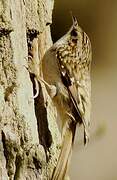 Eurasian Treecreeper