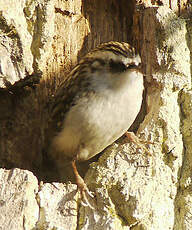 Grimpereau des bois