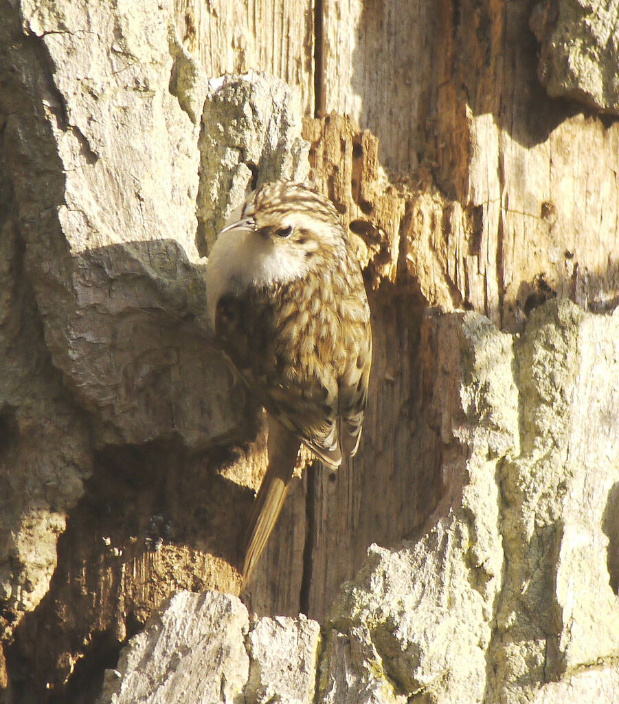 Eurasian Treecreeperadult breeding, identification