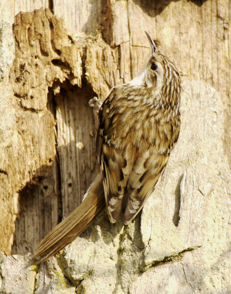 Grimpereau des boisadulte nuptial, identification