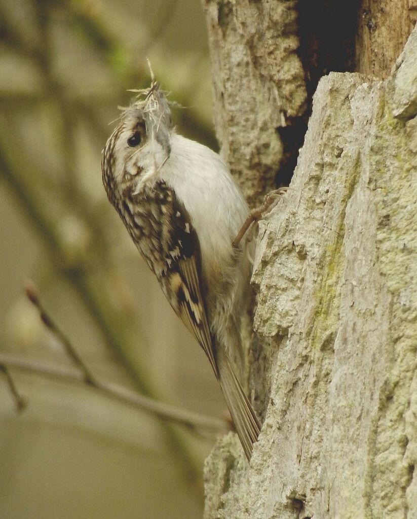 Eurasian Treecreeperadult breeding, Reproduction-nesting