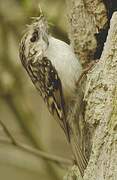 Eurasian Treecreeper