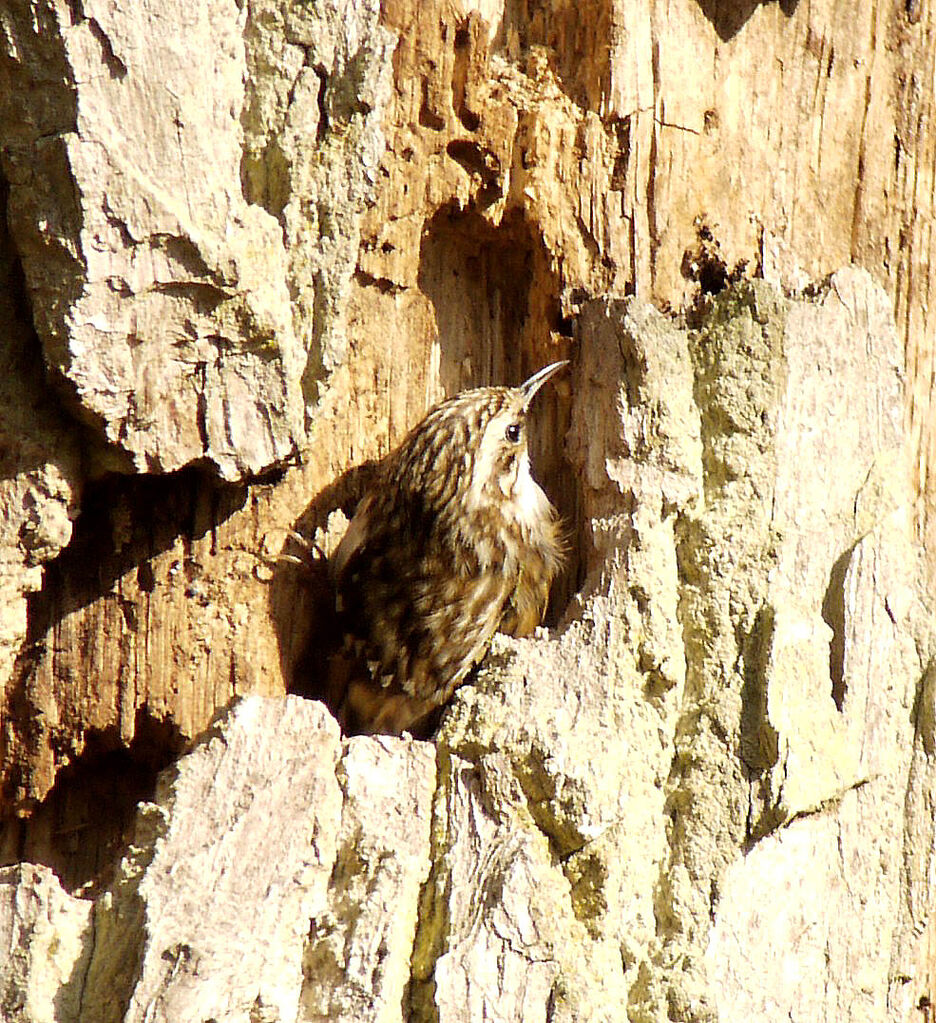 Eurasian Treecreeperadult breeding, Reproduction-nesting