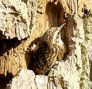 Eurasian Treecreeper