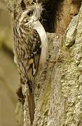 Eurasian Treecreeper