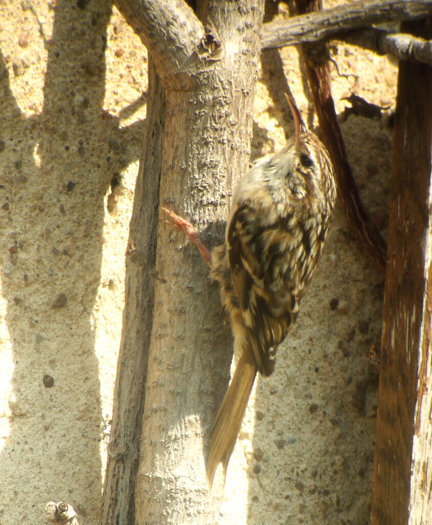 Grimpereau des jardins mâle adulte nuptial, identification