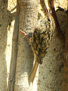 Short-toed Treecreeper