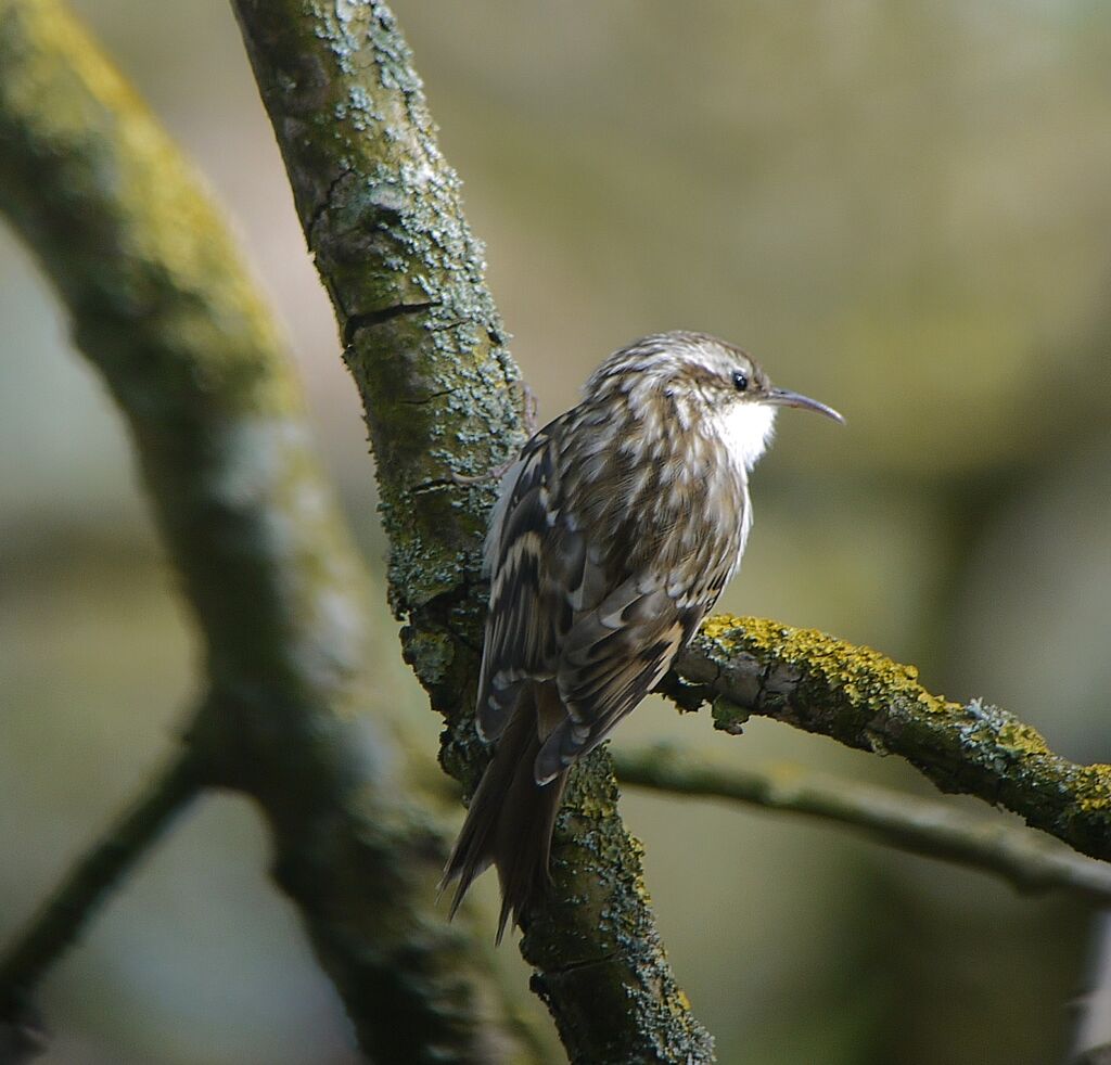 Short-toed Treecreeper male adult breeding, identification